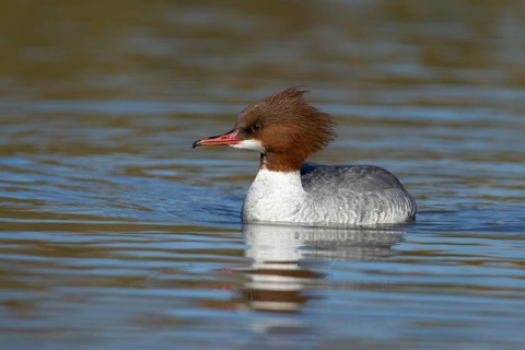 Goosander (Mergus merganser) adult female sawbill bird on a lake in winter, England, United KIngdom