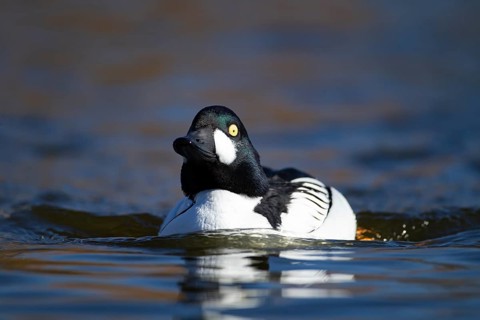 Goldeneye (Bucephala clangula) adult male duck bird on a lake, England, United KIngdom