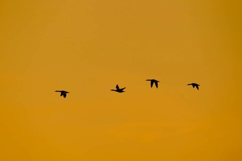 Goosander (Mergus merganser) four adult sawbill birds in flight silhouette at sunset in winter,