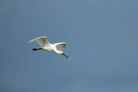 Eurasian spoonbill (Platalea leucorodia) adult bird in flight, RSPB Frampton marsh nature reserve,