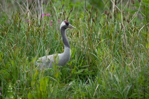 Common crane (Grus grus) adult bird amongst a marshland environment, England, United KIngdom
