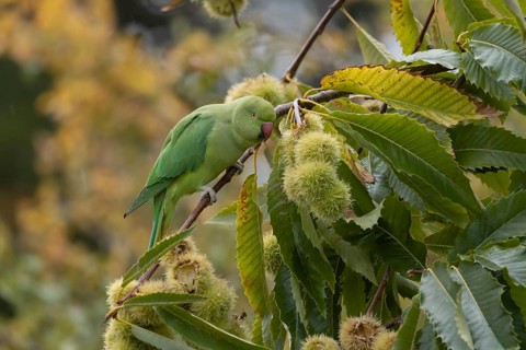 Ring-necked or Rose-ringed parakeet (Psittacula krameri) adult parrot bird in a Sweet chestnut