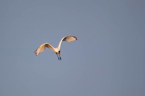 Eurasian spoonbill (Platalea leucorodia) adult bird in flight, RSPB Minsmere nature reserve,