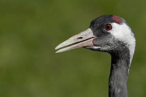 Common crane (Grus grus) adult bird calling, England, United KIngdom