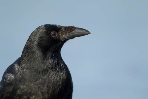 Carrion crow (Corvus corone) adult corvid bird head portrait, England, United KIngdom