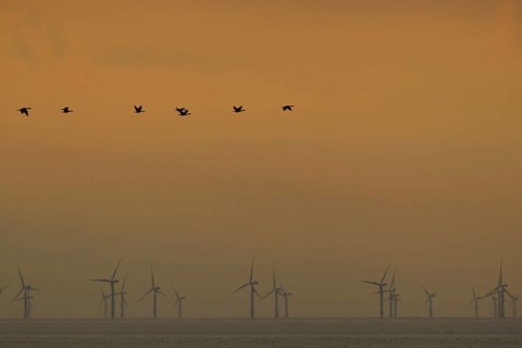 Great cormorant (Phalacroccorax carbo) adult birds flying in formation over the sea silhouette at