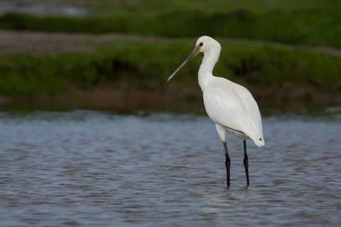 Eurasian spoonbill (Platalea leucorodia) adult bird in a shallow lagoon in summer, RSPB Titchwell