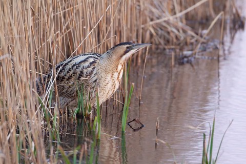 Eurasian or Great bittern (Botaurus stellaris) adult heron bird on the edge of a reed bed, RSPB