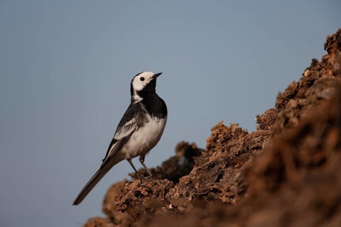 Pied wagtail (Motacilla alba) adult bird on a farmland muck heap in spring, Suffolk, England,