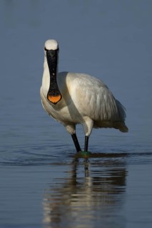 Eurasian spoonbill (Platalea leucorodia) adult bird in a shallow lagoon, RSPB Minsmere nature