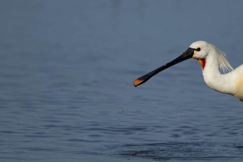 Eurasian spoonbill (Platalea leucorodia) adult bird in a shallow lagoon, RSPB Minsmere nature
