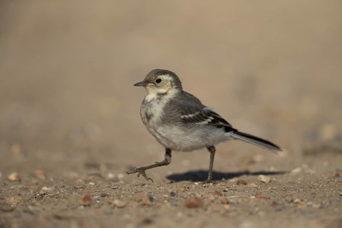 Pied wagtail (Motacilla alba) juvenile bird walking on soil in spring, Suffolk, England, United
