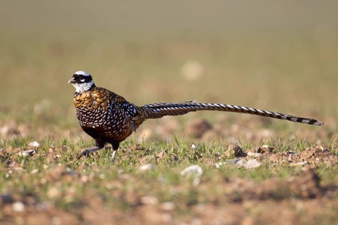 Reeve's pheasant (Syrmaticus reevesii) adult bird on farmland cereal field, Suffolk, England,