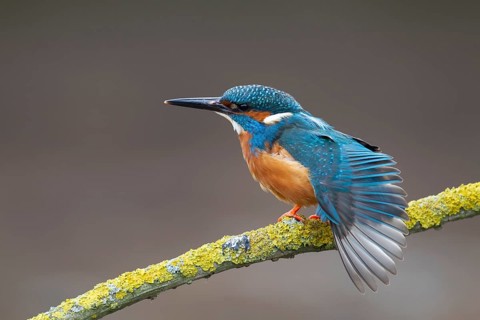 Common kingfisher (Alcedo atthis) adult male bird stretching its wing on a tree branch, England,