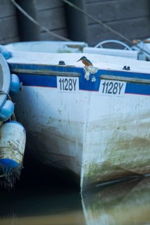 Common kingfisher (Alcedo atthis) adult female bird on a small boat in a harbour in winter,