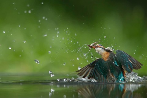 Common kingfisher (Alcedo atthis) adult female bird emerging from the water of a river with a