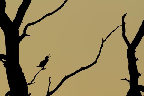 Great cormorant (Phalacroccorax carbo) adult bird calling on a tree branch silhouette at sunset,
