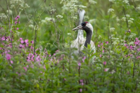 Common crane (Grus grus) adult bird in a marshland with pink flowers in spring, England, United