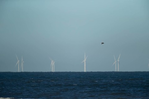Great cormorant (Phalacroccorax carbo) adult bird flying over the sea with wind turbines of an