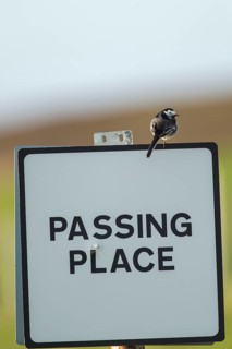 Pied wagtail (Motacilla alba) adult bird on a road sign, Scotland, United KIngdom