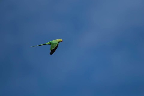 Ring-necked or Rose-ringed parakeet (Psittacula krameri) adult parrot bird flying, London, England,