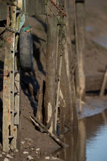 Common kingfisher (Alcedo atthis) adult female bird on a tyre on a harbour wall in winter, Norfolk,
