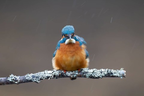 Common kingfisher (Alcedo atthis) adult male bird on a tree branch in a rain shower, England,