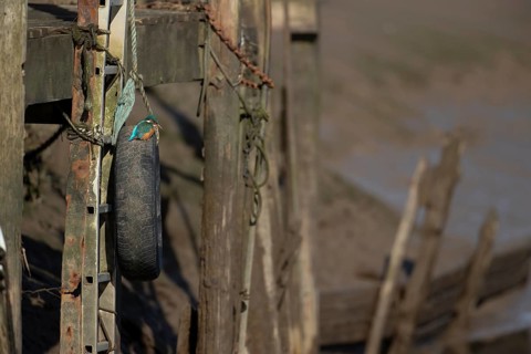 Common kingfisher (Alcedo atthis) adult female bird on a tyre on a harbour wall in winter, Norfolk,