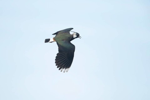 Northern lapwing or Green plover (Vanellus vanellus) adult wading bird display calling in flight in