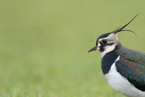 Northern lapwing or Green plover (Vanellus vanellus) adult wading bird head portrait, RSPB Frampton