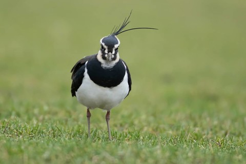 Northern lapwing or Green plover (Vanellus vanellus) adult wading bird on a grass field, RSPB