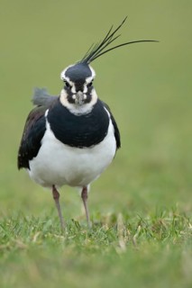 Northern lapwing or Green plover (Vanellus vanellus) adult wading bird on a grass field, RSPB