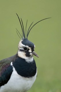 Northern lapwing or Green plover (Vanellus vanellus) adult wading bird head portrait, RSPB Frampton