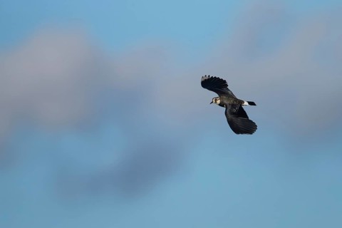 Northern lapwing or Green plover (Vanellus vanellus) adult wading bird in flight, England, United