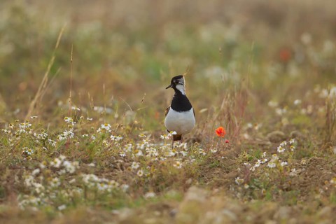 Northern lapwing or Green plover (Vanellus vanellus) adult wading bird in an arable farmland field