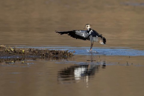 Northern lapwing or Green plover (Vanellus vanellus) adult wading bird in flight landing in a