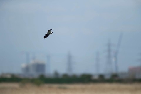 Northern lapwing or Green plover (Vanellus vanellus) adult wading bird in flight with an urban
