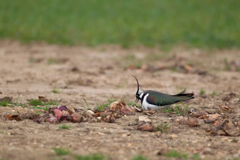 Northern lapwing or Green plover (Vanellus vanellus) adult wading bird on a nest in an arable
