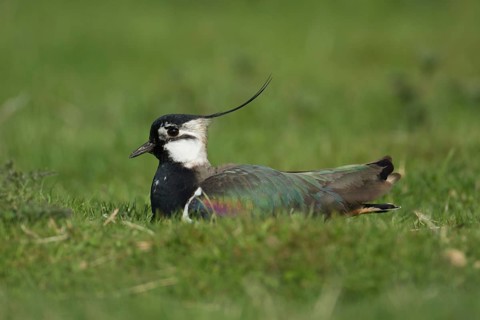 Northern lapwing or Green plover (Vanellus vanellus) adult wading bird on an upland meadow in