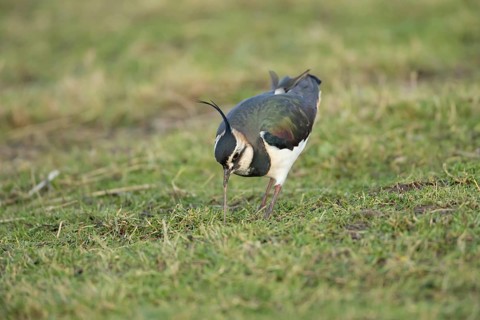 Northern lapwing or Green plover (Vanellus vanellus) adult wading bird pulling a worm from a grass