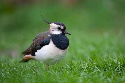 Northern lapwing or Green plover (Vanellus vanellus) adult wading bird in a grass field, England,
