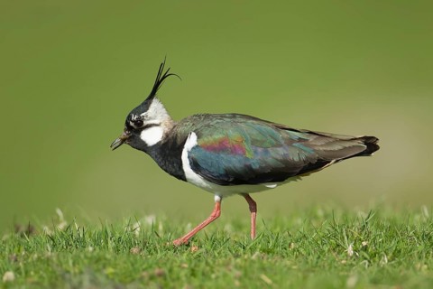 Northern lapwing or Green plover (Vanellus vanellus) adult wading bird feeding on a grub on an
