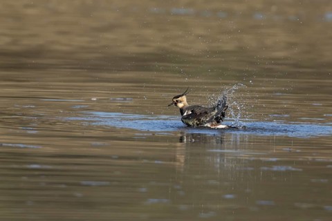 Northern lapwing or Green plover (Vanellus vanellus) adult wading bird bathing in a shallow lagoon,