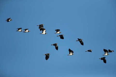 Northern lapwing or Green plover (Vanellus vanellus) adult wading birds in flight in a flock,