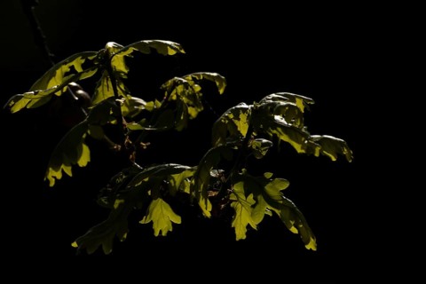 English oak tree (Quercus robur) leaves backlit, Suffolk, England, United Kingdom