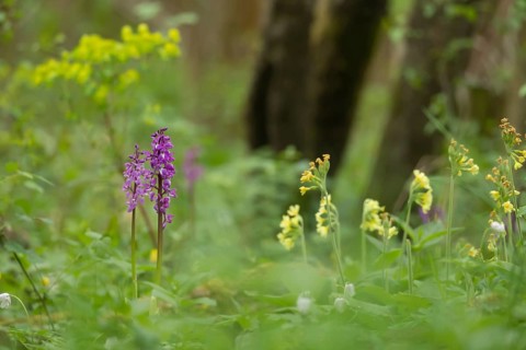 Early purple orchid (Orchis mascula) two wildflower flower spikes in a spring woodland, Suffolk,