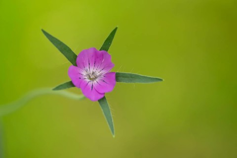 Common corncockle (Agrostemma githago) single wildflower flower in summer, Suffolk, England, United