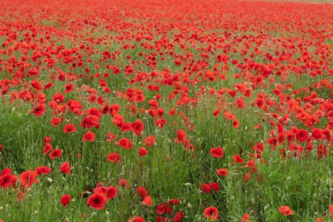 Common field poppy (Papaver rhoeas) red wildflower poppies flowers in a poppyfield, Suffolk,