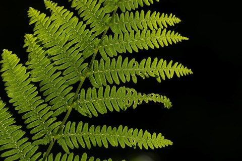 Bracken (Pteridium aquilinum) plant frond or leaves backlit, Suffolk, England, United Kingdom