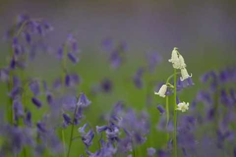 English bluebell (Hyacinthoides non-scripta) single white wildflower flower amongst a carpet of